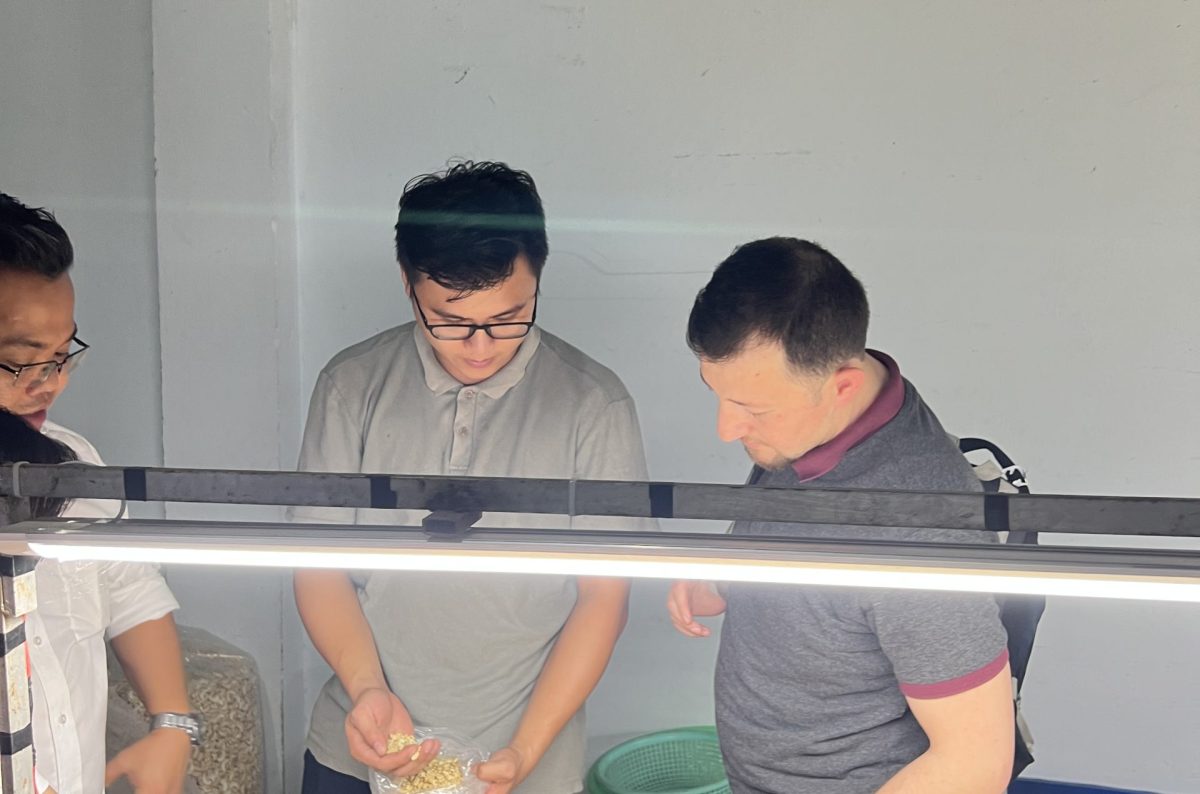 Vietnamese Cashew Exports Struggle Vietnamese Cashew Exports Struggle