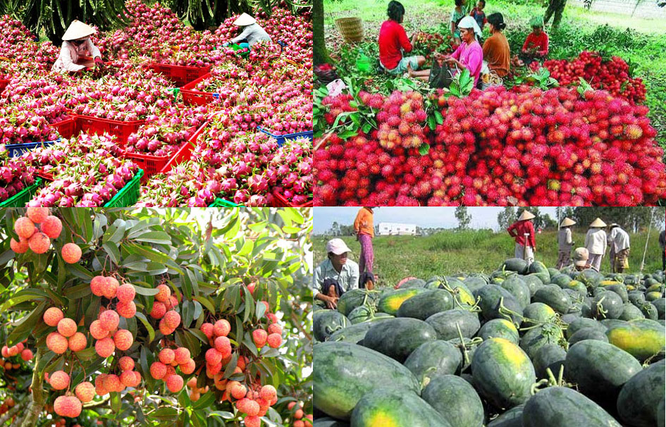 Vietnamese tropical fruits Vietnamese tropical fruits
